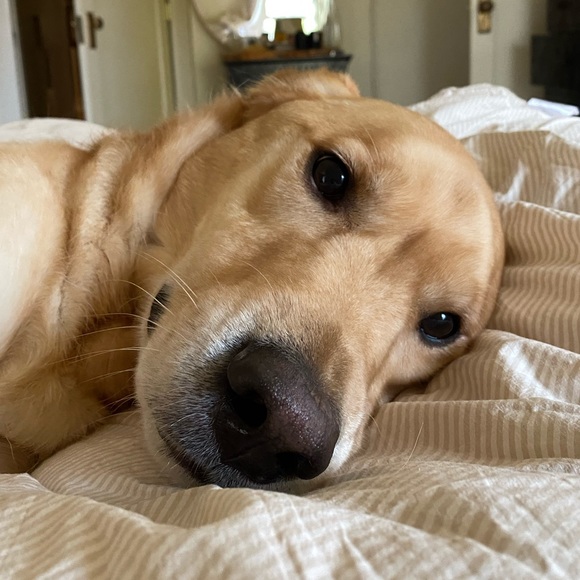 Meet your Posher, Anna - Picture 1 of 1